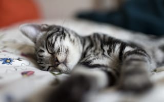 Картинка полосатый, дремота, котенок, серый, сон, отдых, кошка