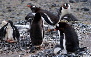 Картинка Птицы, пингвины, антарктика, колония, птенцы