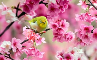 Картинка японский белый глаз, сакура, птица, желтая, дерево