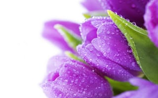 Картинка bright, tulips, bouquet, violet, цветы, flowers, drops, water, beauty, тюльпаны