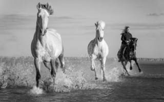 Картинка монохром, лошади, наездница, вода, река