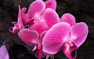 Картинка орхидея, розовая, цветок