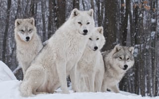 Картинка зима, снег, волки, природа, хищник, семья