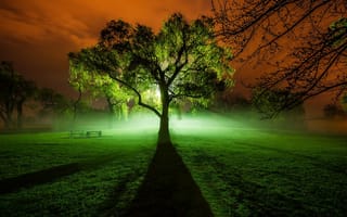 Картинка Ночь, трава, свет, дерево, поле