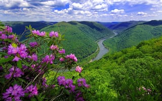Обои река, природа, горы, цветы
