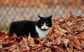 Обои ограждение, листья, осенние, черно-белый, кот