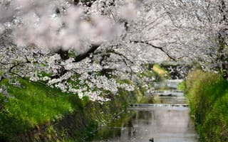 Картинка весна, канал, цветки, фокус, вода, цветение, деревья