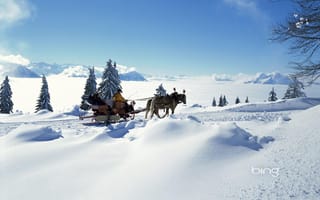 Обои зима, елка, мороз, свет, ель, люди, сани, лошади, снег