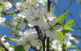 Картинка весна, цветущая вишня