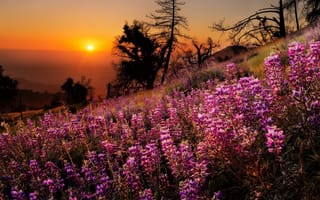 Картинка sunset, flowers, scenery, colorful, colors, tree, landscape, trees, nature, view, sky, grass
