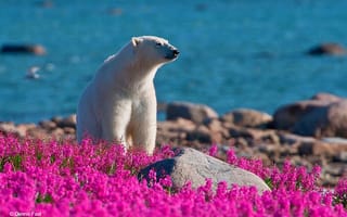 Картинка белый медведь, море, полевые цветы