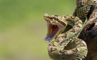 Картинка branch, snakes, mouth, eye, reptile