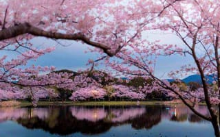 Картинка Япония, цветущая сакура