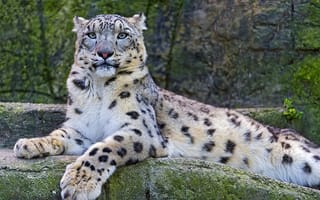 Обои snow leopard, взгляд, ирбис, снежный барс