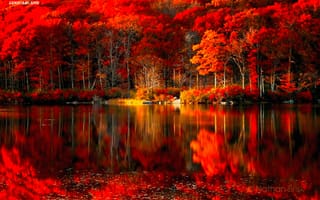 Обои осень, лес, озеро