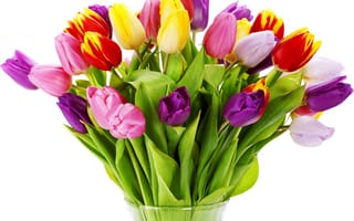 Обои природа, весна, цветок, цветы, букет, тюльпан, тюльпаны