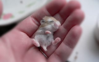Картинка маленький, хомячок, малыш, мышка, рука, бежевый
