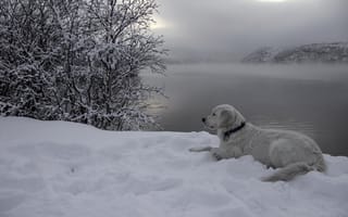 Картинка снег, река, друг, собака
