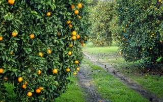 Картинка плоды, сад, апельсиновая, оранжевые, урожай, роща