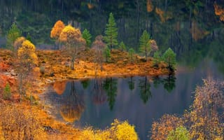 Обои лес, озеро, осень