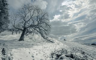 Обои поле, дерево, снег, пейзаж, зима