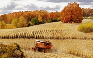 Обои пшеница, лес, осень, комбайн, поле, урожай, природа