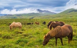 Картинка исландские лошади, горы, исландия, луг