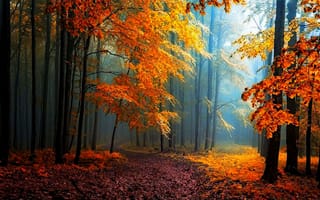Картинка парк, осень, лес, деревья