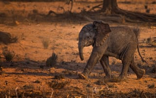 Картинка африка, слонёнок, шагает