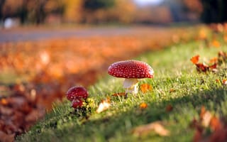 Картинка грибы, природа, осень