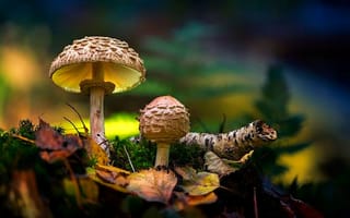 Картинка грибы, лес