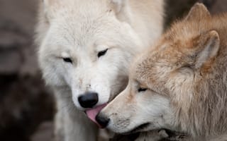 Картинка любовь, хищники, волки, пара, поцелуй, волк