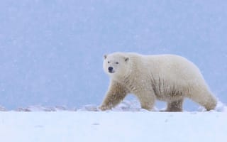 Картинка Аляска, полярный медведь, снег, медведь, белый медведь