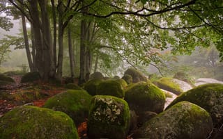 Картинка осень, природа, туман, камни, горы, Болгария, деревья, пейзаж, Витоша, лес, скалы