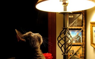 Картинка кошка, лампа