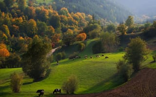 Картинка осень, лес, холмы, пастбище, Болгария, Родопи, стадо, природа, река, трава, вода, коровы, туман, горы, пейзаж, деревья