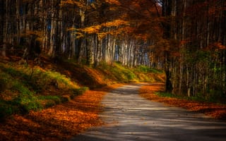 Картинка осень, пейзаж, природа, трава, лучи, лес, дорога, деревья, листья, солнце