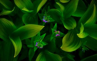 Картинка цветы, зелёный
