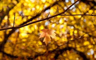 Картинка leaves, осень, листик, листья, желтый, листочек, макро, autumn