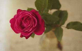Картинка роза, текстура