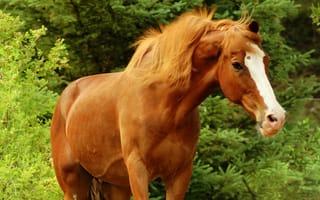 Картинка лошадь, красавец, морда, коричневый, конь, деревья, зелень, лес