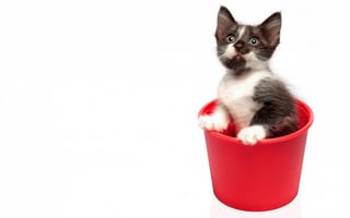 Картинка кошки, ведро, белый фон, красное, котенок, черно-белый, сидит