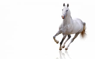 Обои лошадь, белый фон, белая, красивая, скачет