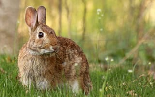 Картинка кролик, поляна, серый, цветы, лето, ромашки, грызуны, мило, животные, трава