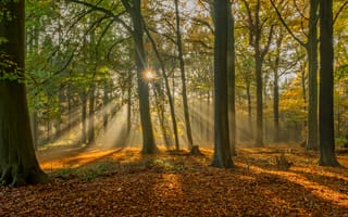Картинка Brugge, деревья, Belgium, Брюгге, Бельгия, лес, осень, листья, лучи