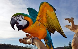 Картинка попугай, крупным планом, клюв, крылья, ара, перья, разноцветный