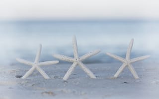 Картинка морские звезды, боке, пляж, песок