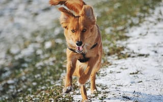Картинка взгляд, бежит, пёс, животное, снег, трава