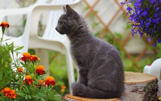 Картинка пенек, бархатцы, кошка, дымчатый, стул, кот, цветы