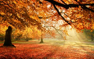 Обои осень, листва, деревья, свет, природа